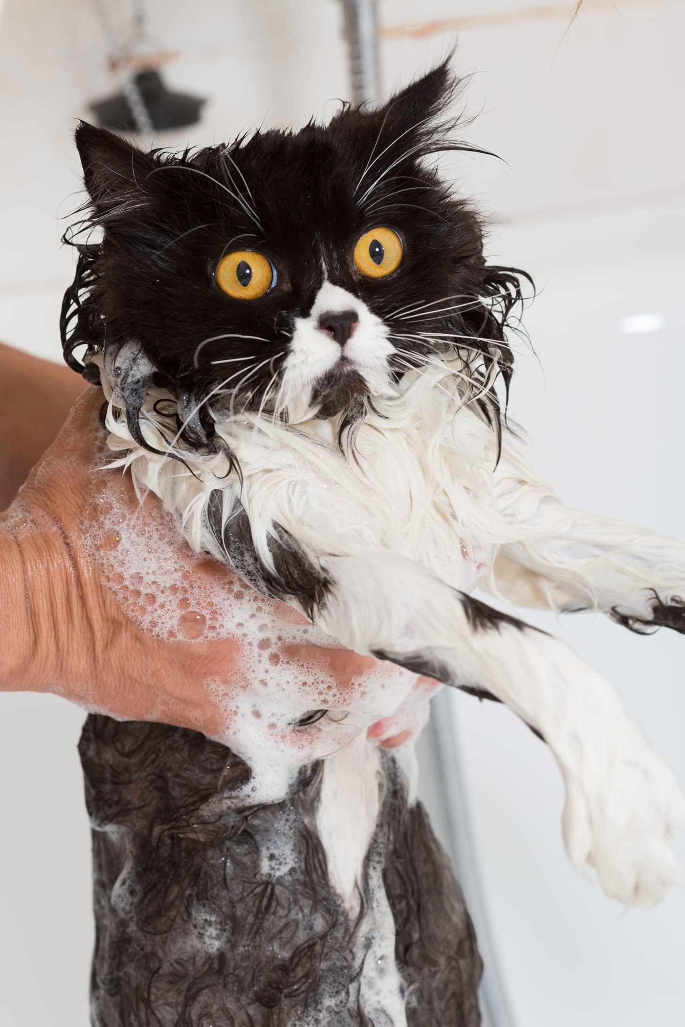 Can Cats Drink Bath Bomb Water? [Is It Dangerous?]